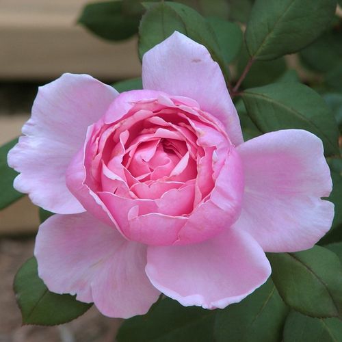 Rosa Ausglobe - rosa - Árbol de Rosas Híbrido de Té - rosal de pie alto- forma de corona de tallo recto